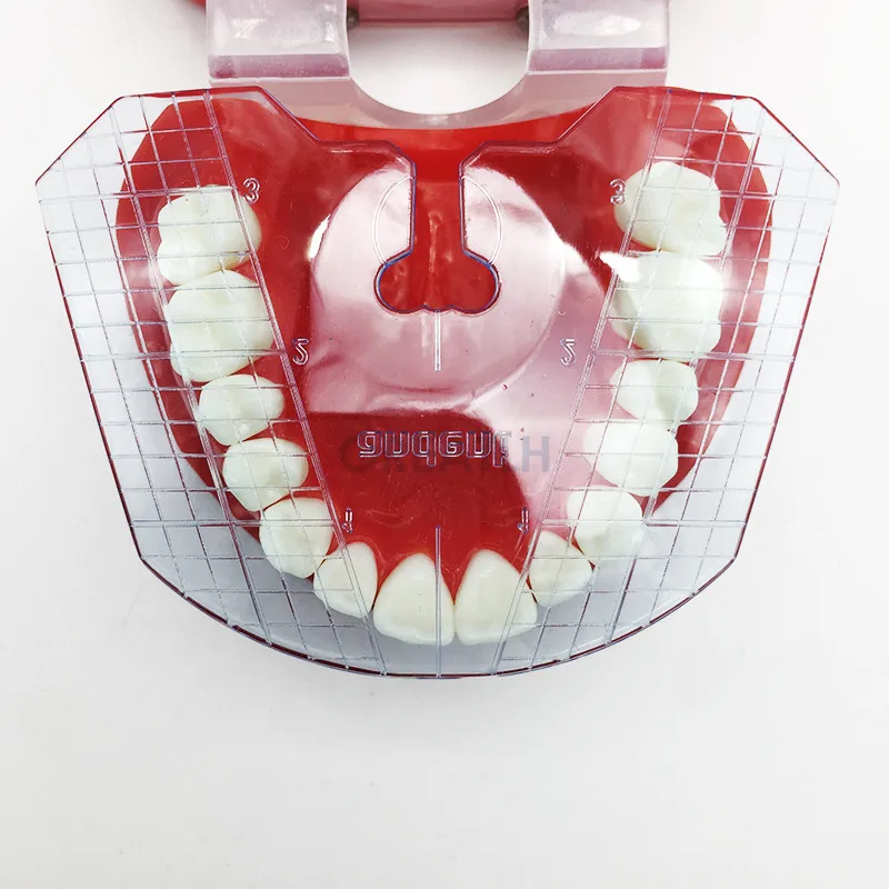 Piastra guida dentale disposizione dei denti su strumenti per protesi strumenti dentali strumento dentale 1 pz