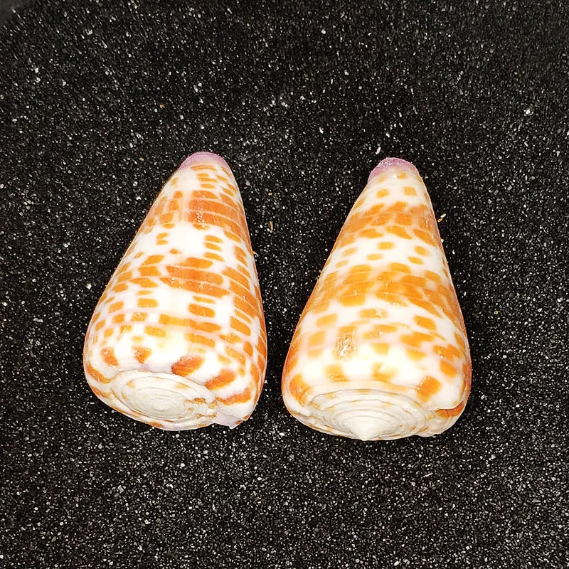 3-4cm Conus Brick-red Conus Ebraeus School Kindergarten Ocean-themed Decor Rare Sea Shell Gift for Kids Restaurant Bar Ornament