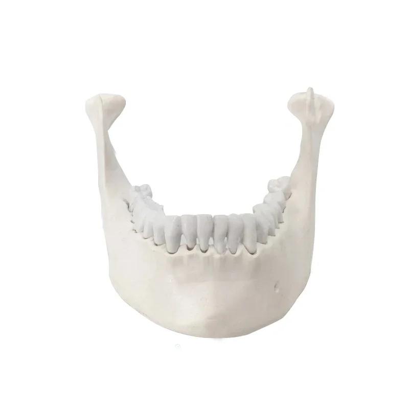 Mandible implant model  oral teaching model imitating bone standard dental model