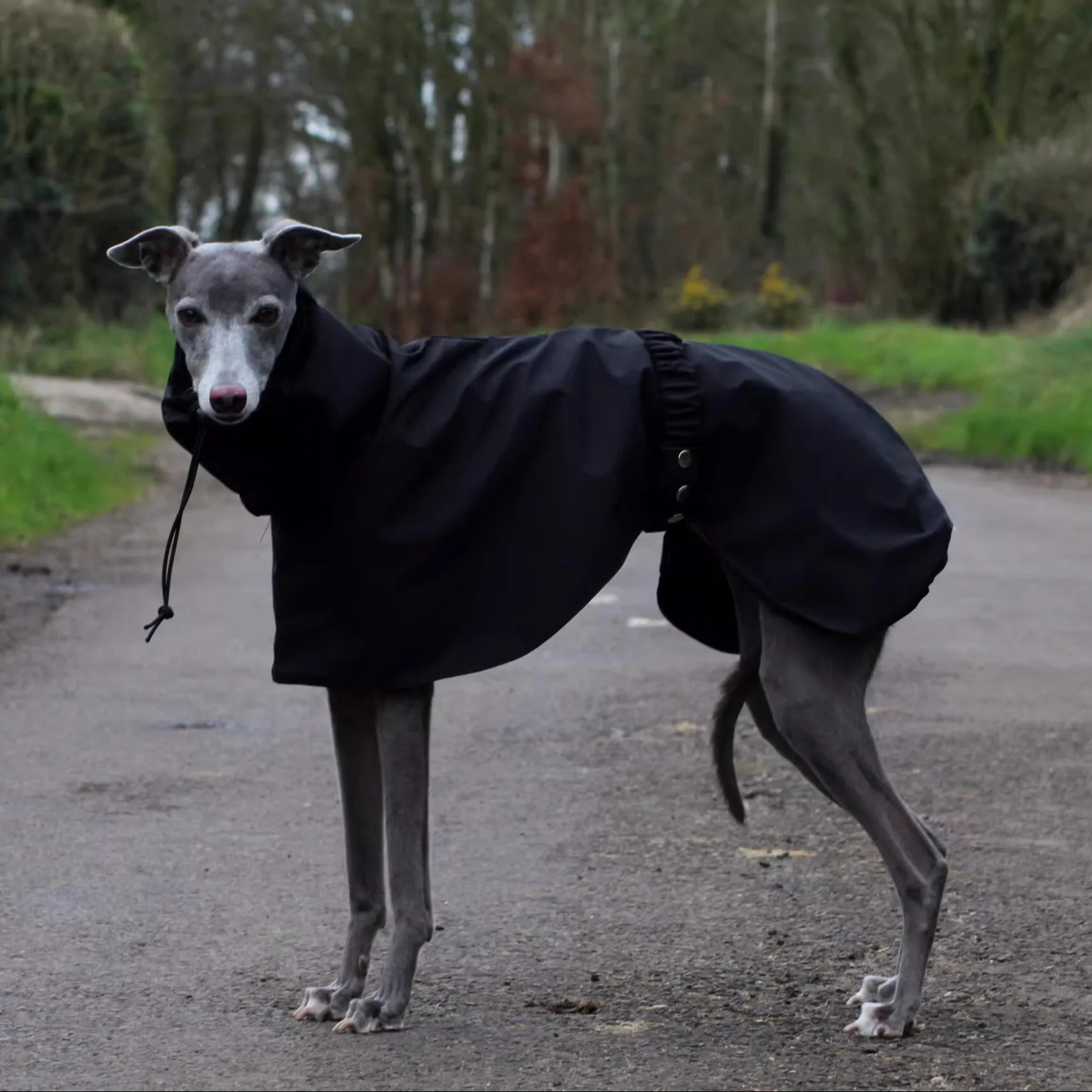 Thumbnail 4 - #75 Waterproof Dog Jackets Comparison Guide