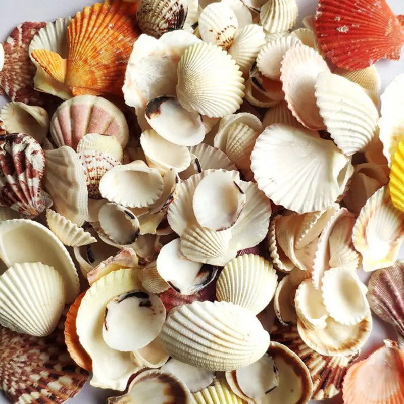 120g Natural Seashell Sea Conch Hermit House Aquarium Practical Shells Crafts Decorations Photography Props