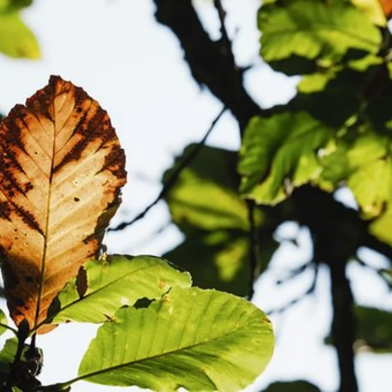 

35T 8T Steel Differential Ring Gear Pinion Gear ARA310980 for ARRMA 1/7 MOJAVE 1/8 KRATON EXB RC Car Upgrade Parts Accessories