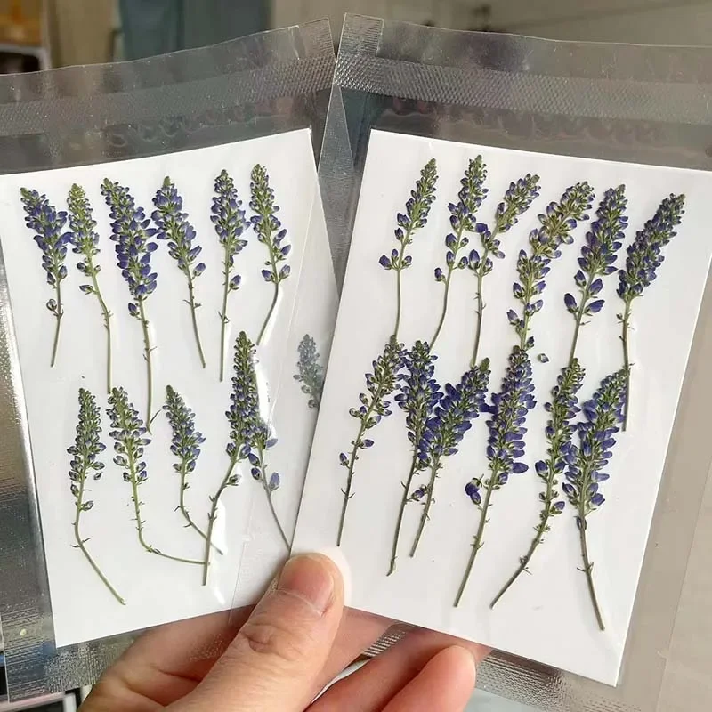 3-6CM/24PC Real Natural Plant Dried Pressed Flowers,Small Dry Press Sage Flower Branch for Epoxy Resin,Invitation Card,Candle