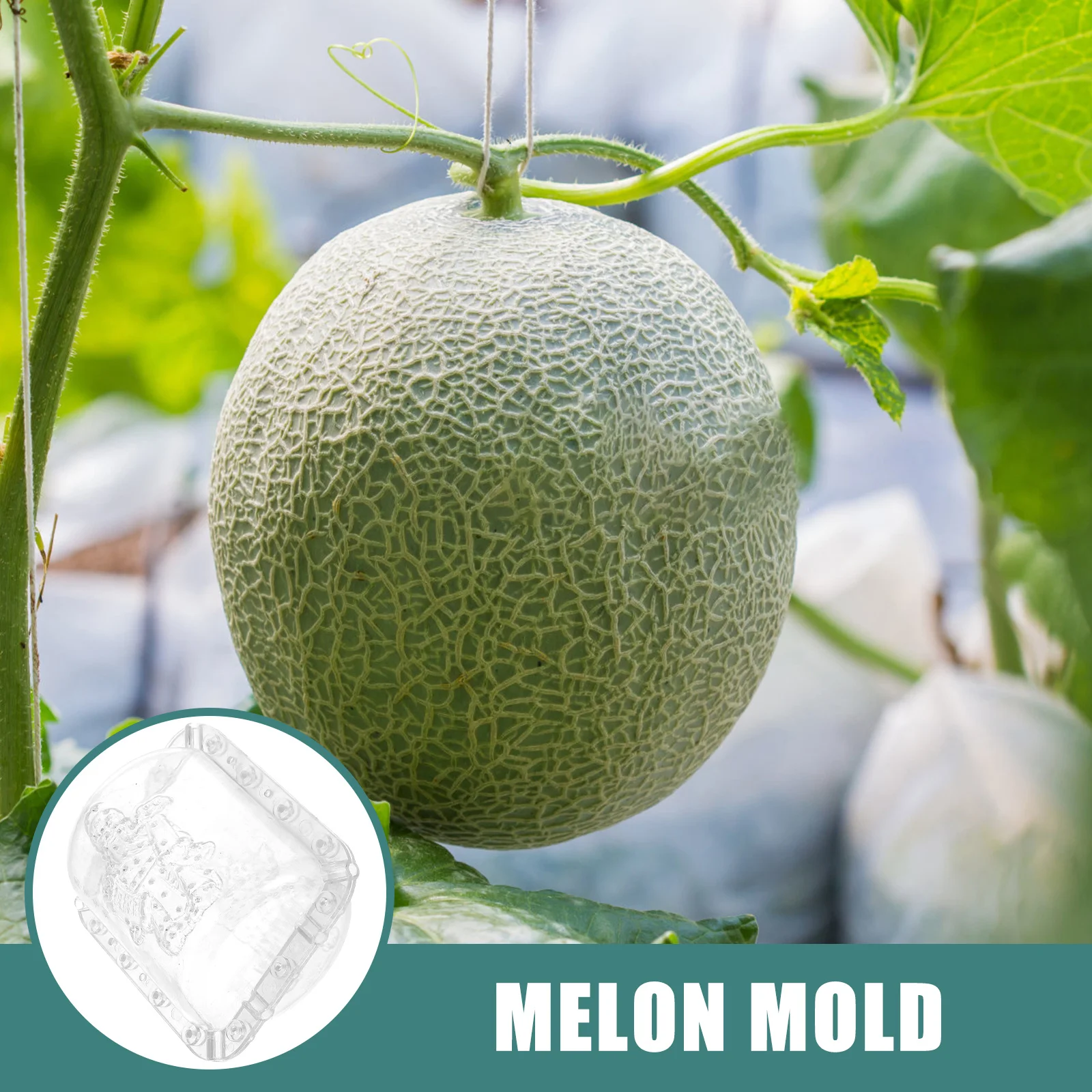 

2Pcs Cai Shen Plastic Fruit Growing Mold Melon Shaping DIY Vegetable Garden Reusable Clear Mold Fruit Accessory