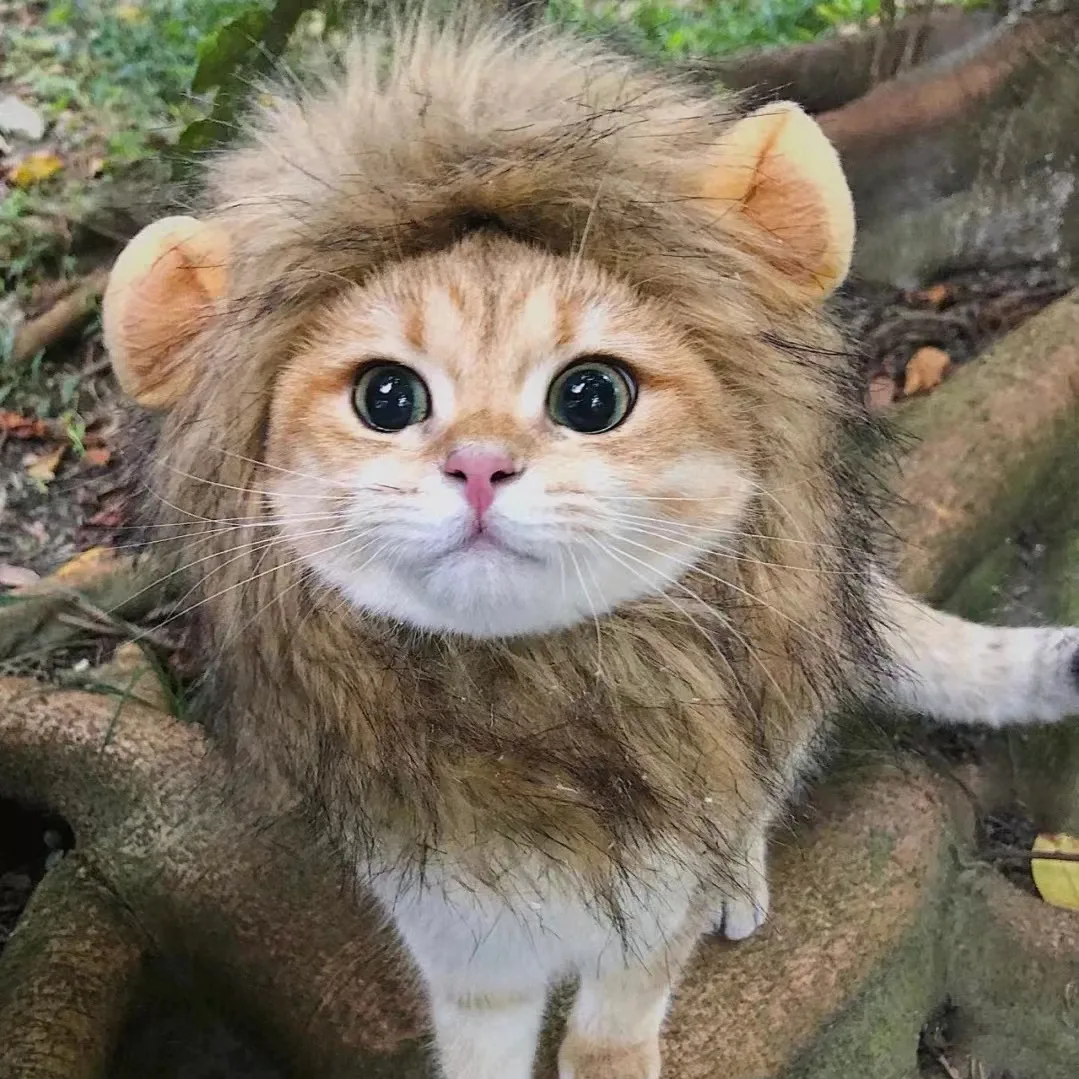 Lustiger Löwenmähnen-Katzenhut Flauschiges Löwenkopf-Kostüm für Katzen & Kätzchen Niedliche Haustier-Cosplay-Perücke Halloween-Party-Verkleidung Foto-Accessoire – Detail 3
