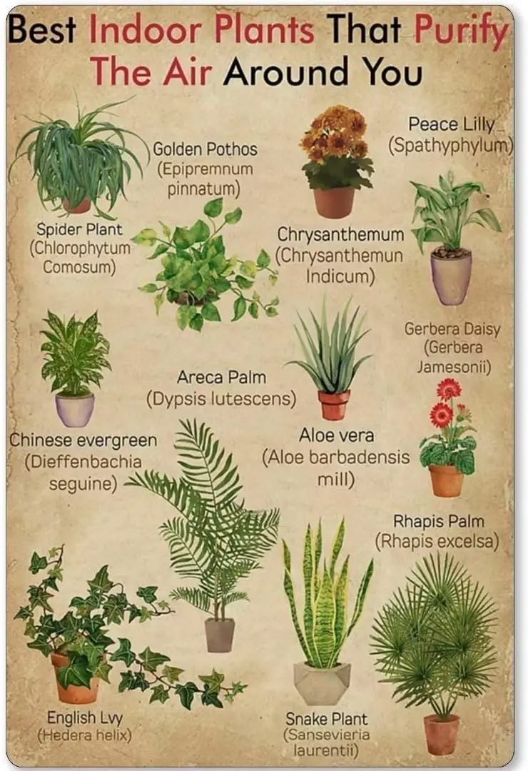 Best Indoor Plants That Purify The Air Around You Vintage Best Indoor Plants That Purify The Air Around You Metal Sign Meta sign