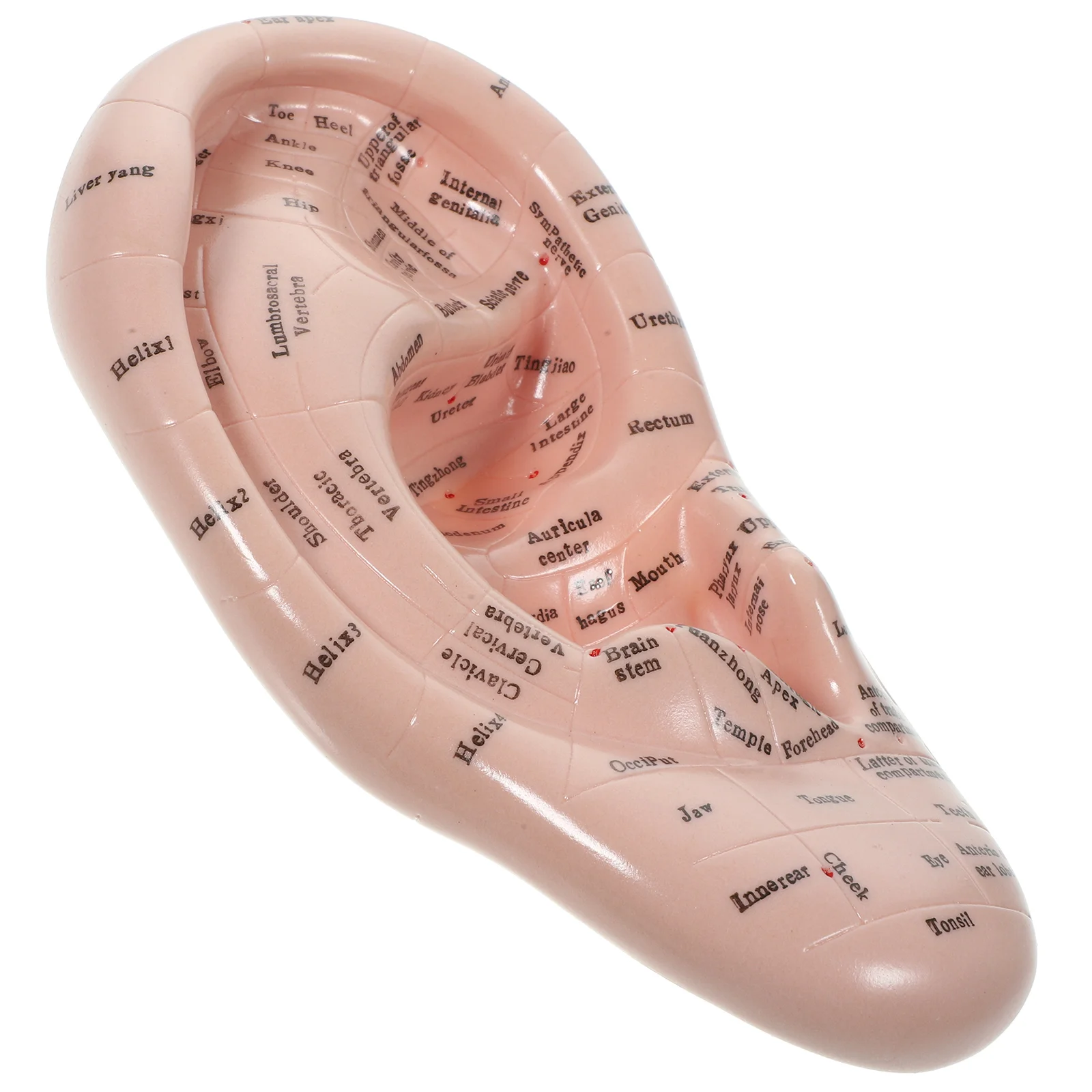 Auricular Model Massage Ear Emulation Acupoint Learning Tool Massager Props Teaching Mold Lettering Pvc Soft Glue Facial Tools