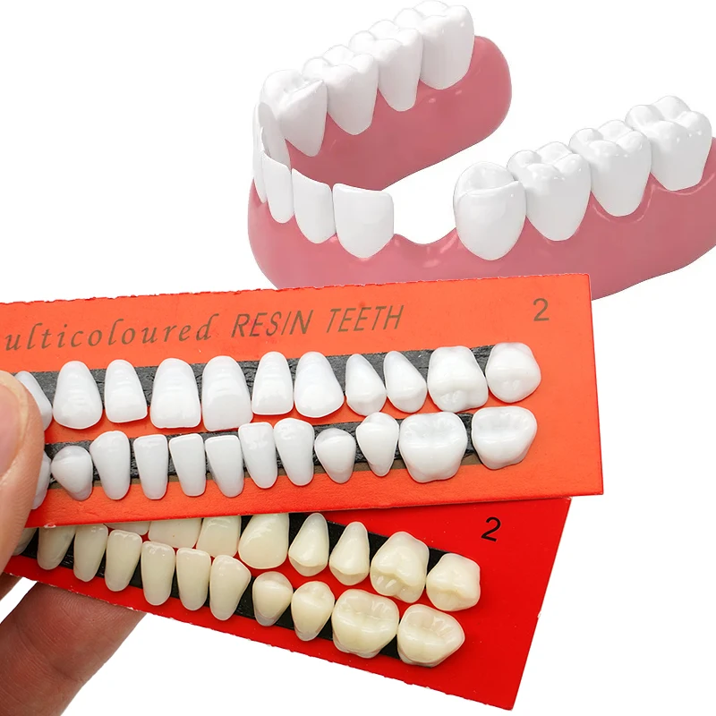 28pcs Resin Denture Teeth Practice Dental Training Teeth Model Permanent Resin Set for Dentistry Teaching Oral Materials