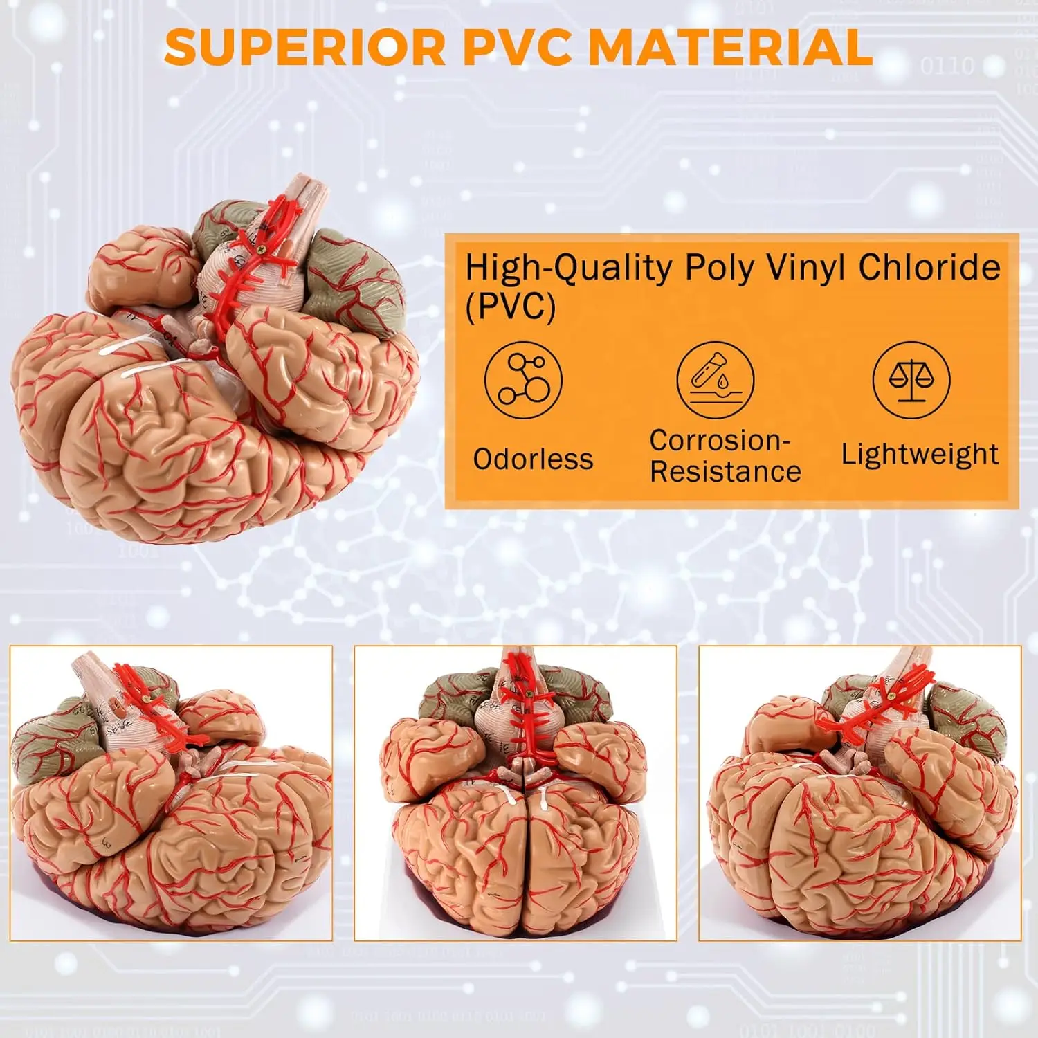 نموذج تشريحي لشريط الدماغ البشري بالحجم الطبيعي مكون من 8 أجزاء لعلم الأعصاب وتعليم الدماغ التشريحي نموذج تقسيم الدماغ القابل للفصل