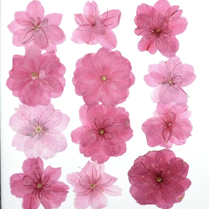 3-5cm/12pcs,Nature Pressed cherry blossoms,Real flower petals DIY Wedding invitation Craft Gift Card,Flores Facial Decoration