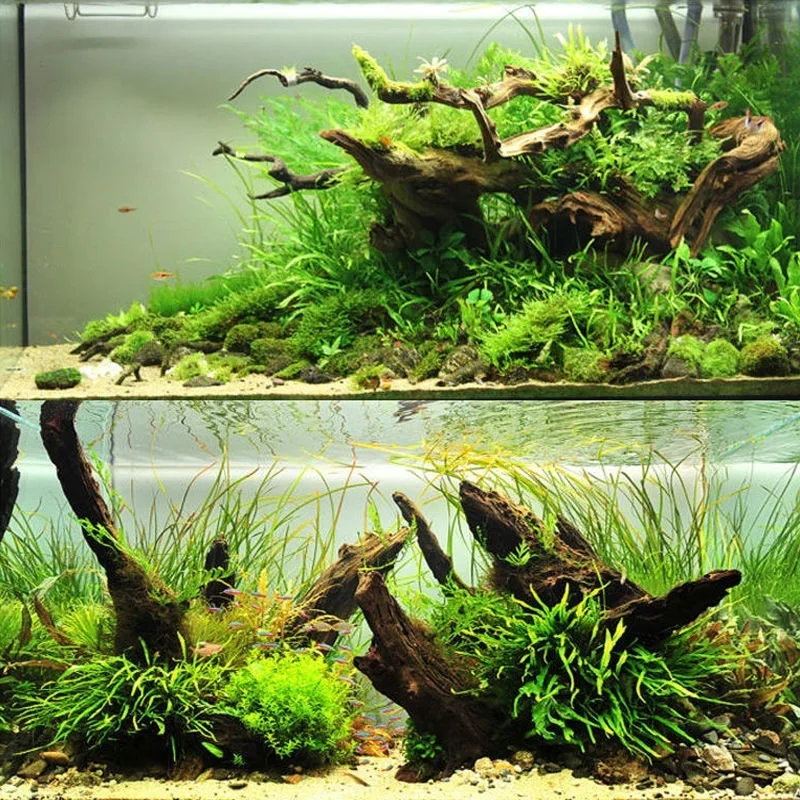 Natural Driftwood Aquarium Moss Tree Shape Decoration with Azalea Roots Fish Tank Landscape Wood Aquatic Plants Shrimp Habitat
