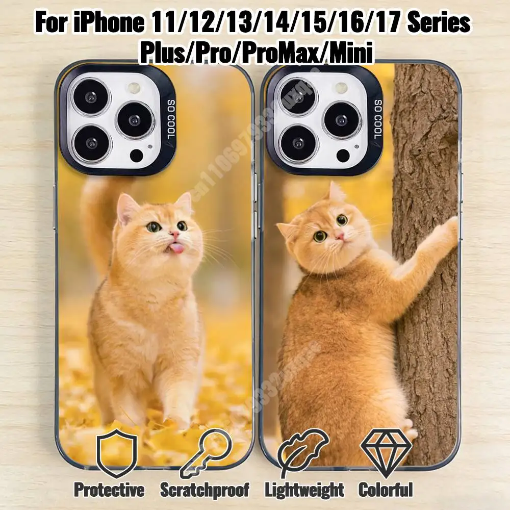 

Golden British Shorthair Cat Phone Case for iPhone 17 16 15 Pro Plus 14 13 Max Mini 12 11 X XS Air TPU Bumper