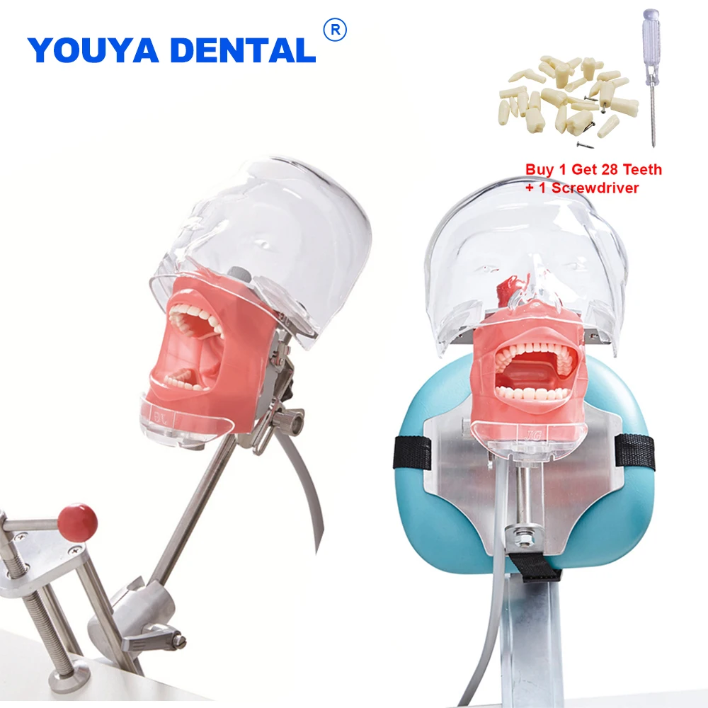 Simulador de entrenamiento Dental, modelo de cabeza Simple, maniquí, cabeza fantasma para dentista, educación, dentista, enseñanza, Apparatu, mascarilla bucal, sujeción