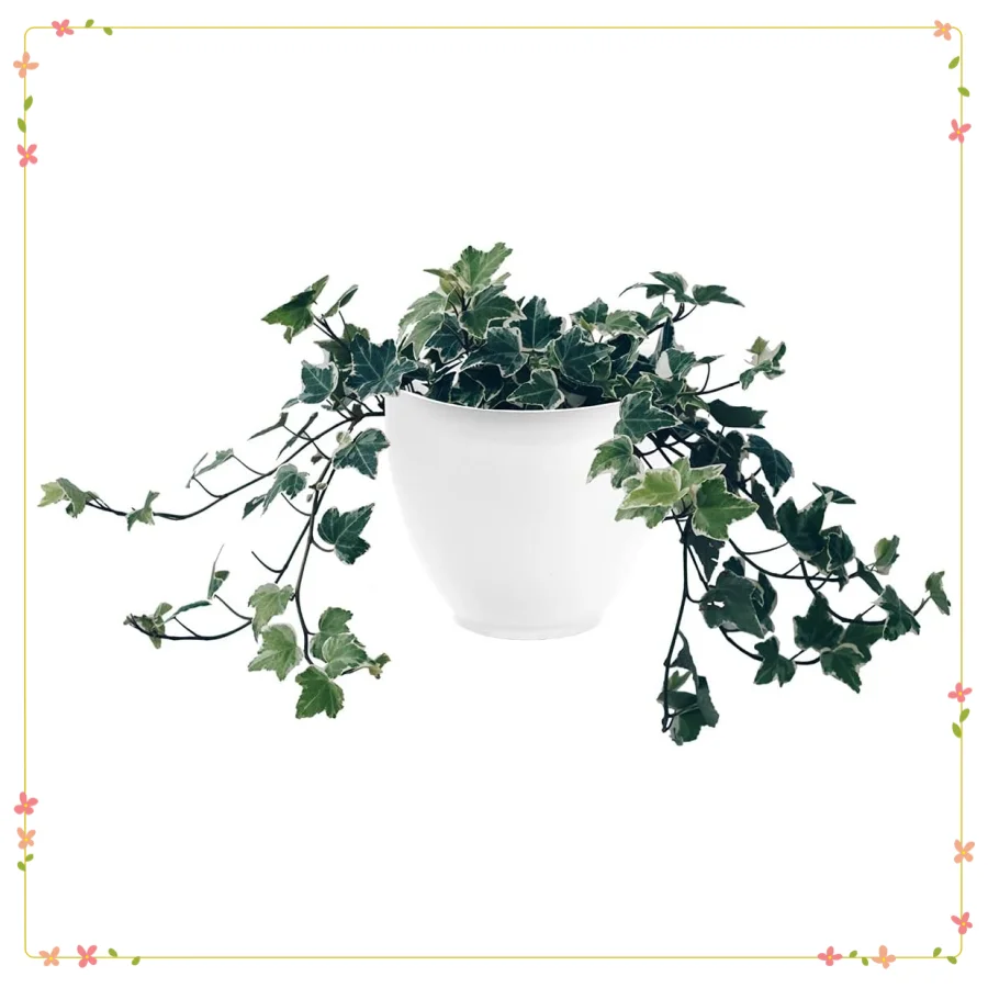 

8" White Hanging Planter - Indoor/Outdoor Flower Herb Pot, Easy Mount Wall Garden