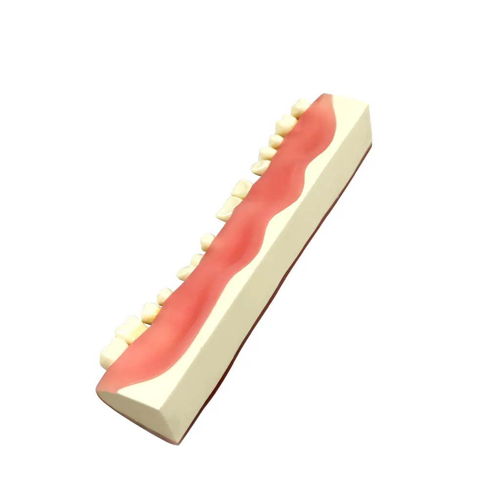 

Модель для отработки техник удаления и сшивания разрезов при удалении витых зубов, учебная модель для стоматологического обучения