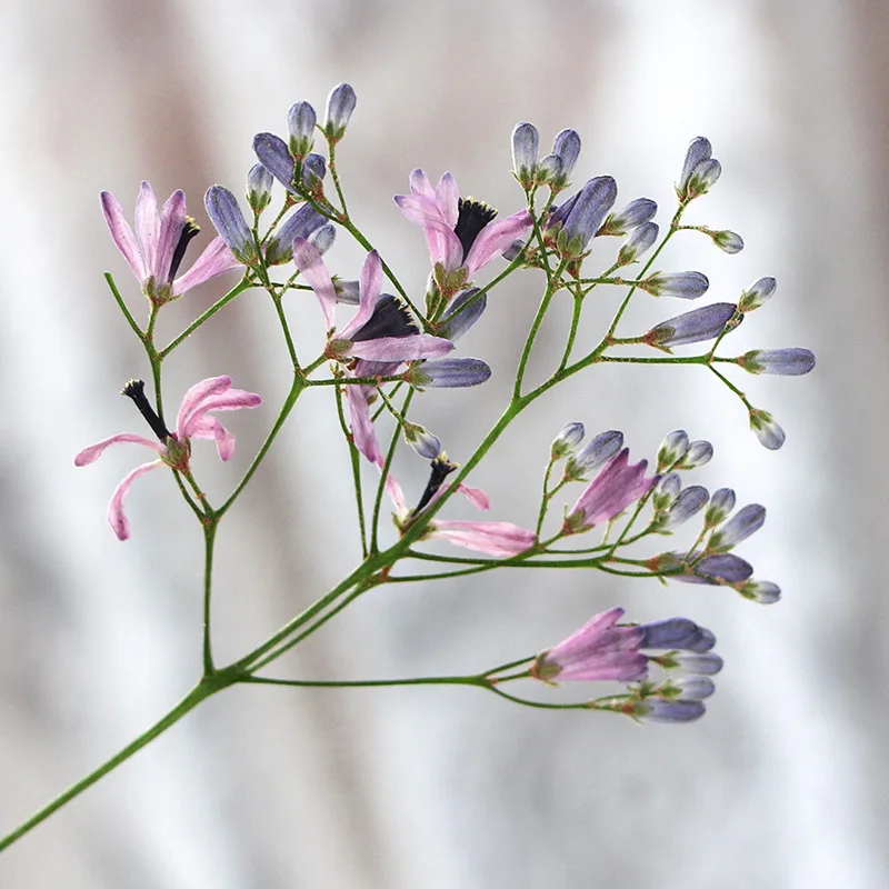 120ชิ้นทับแห้ง Melia azedarach L Flower herbarium สำหรับเรซิ่นอีพ็อกซี่เครื่องประดับการ์ดบุ๊คกรอบโทรศัพท์โคมไฟแต่งหน้า