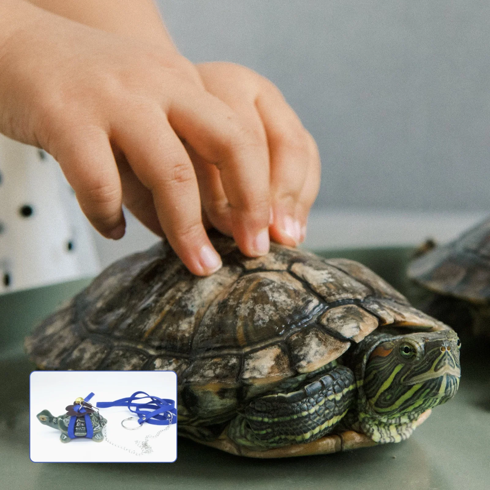 

1Pcs Pet Tortoise Hauling Rope Sturdy Lightweight Adjustable Gift Choice Pet Pulling Rope Turtle Walking Leash