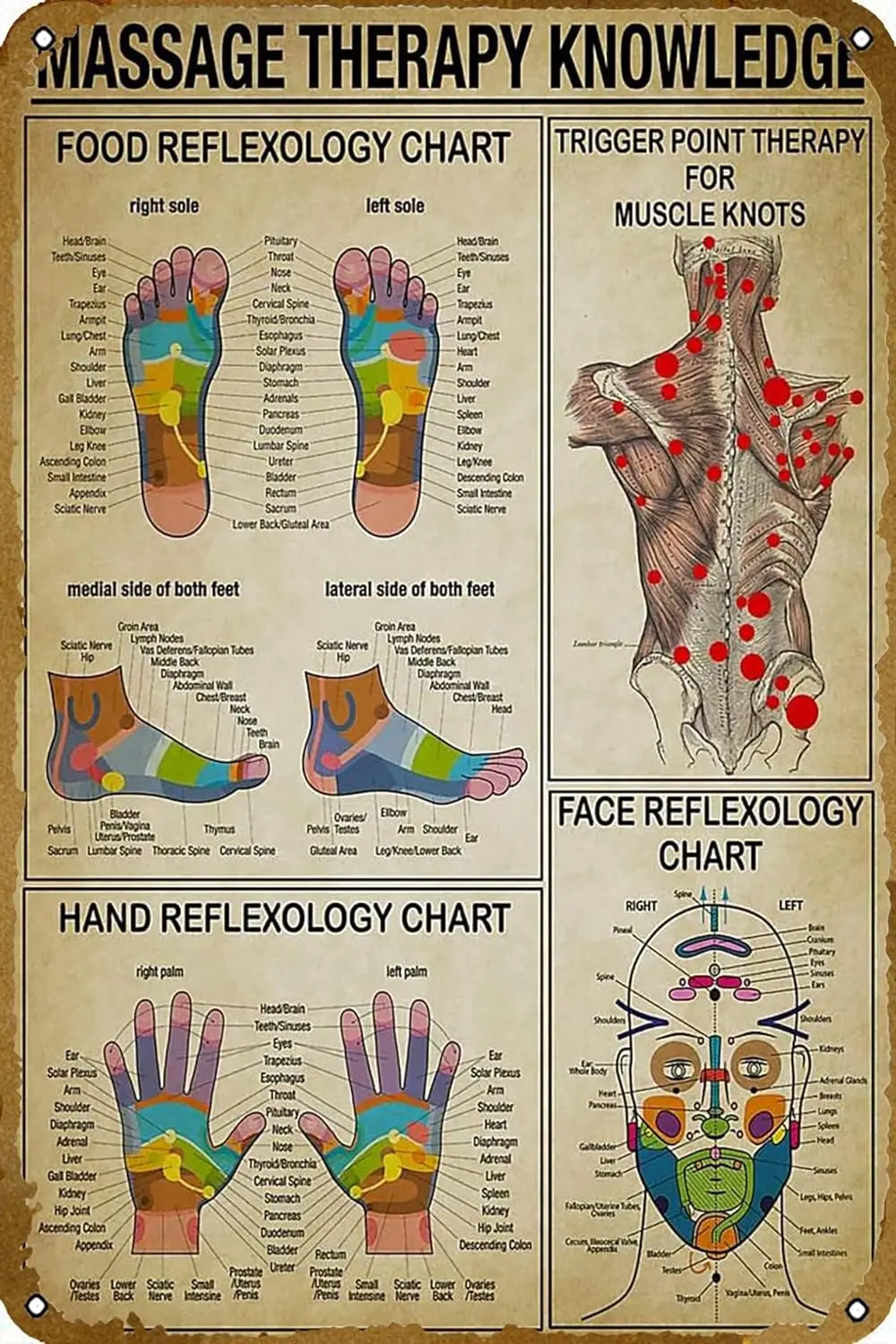 Massage Therapist Knowledge Face Foot & Hand Reflexology Chart Trigger Point Abstract Poster Vintage Metal Tin Sign Home Ret