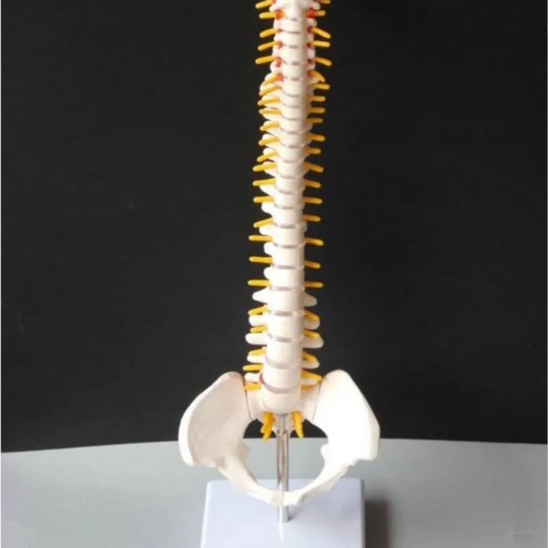 

Human Skeleton Model D1 45cm Sitting Posture Model for Medical Rehabilitation Training, Spine Model, Human Spine Model Teaching