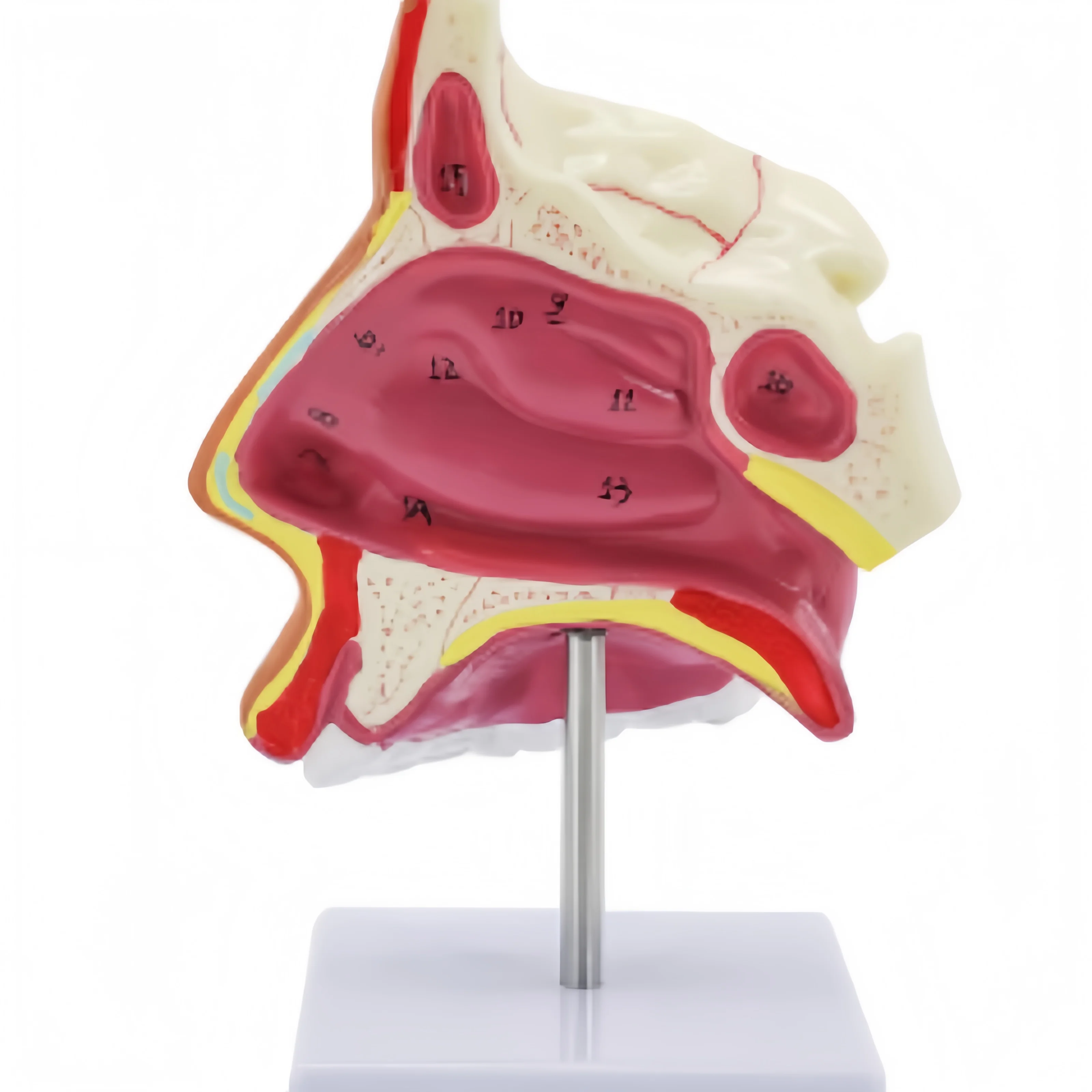 

Высококачественная прямая продажа с фабрики, назальная модель, украшение столешницы