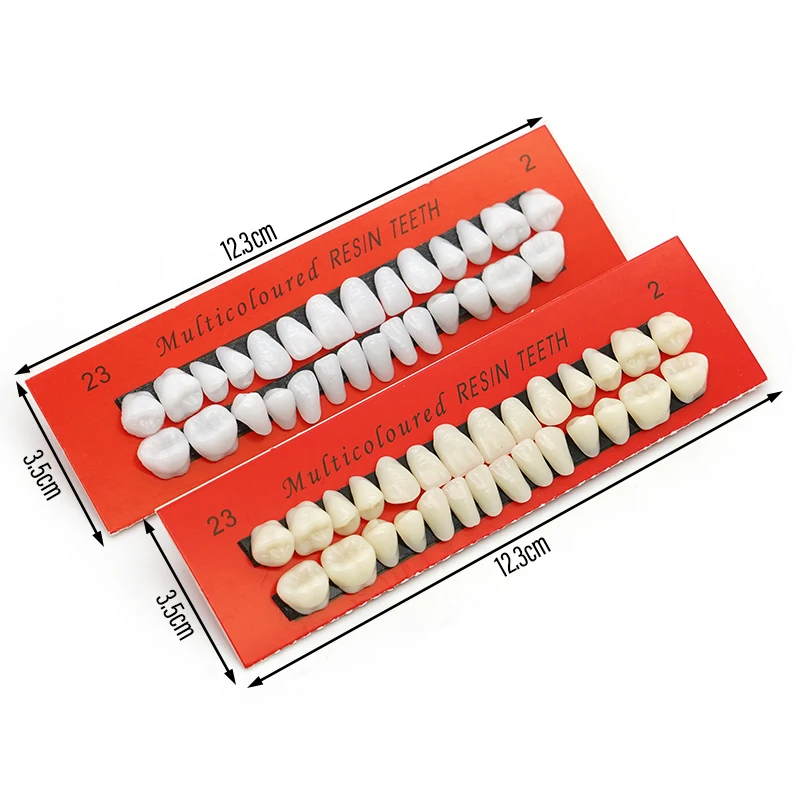 28pcs Dental Training Model Permanent Teeth Model Resin Denture Teeth Teaching Props Dentistry Technician Practice