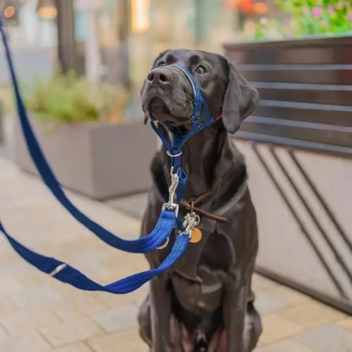 

Stop pulling with Halti Headcollar – Adjustable, Reflective, Lightweight Design