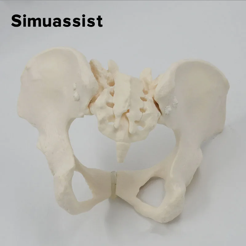 1:1 Lebensgroßes weibliches Beckenmodell, menschliches Skelettmodell, Probe, Hüftskelett, Anatomie, medizinisches Werkzeug, Schule, Skelett,