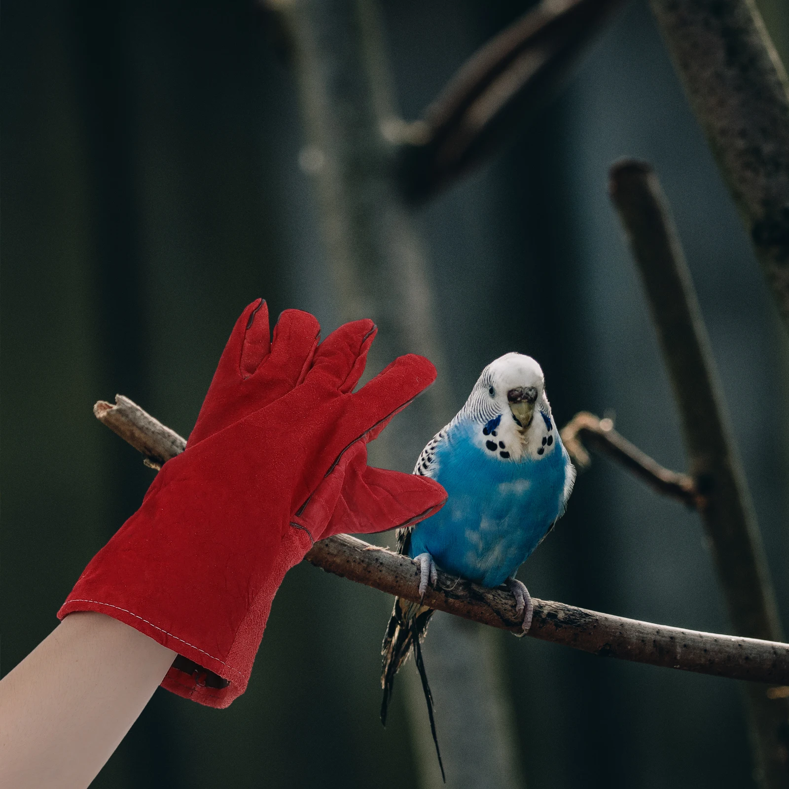 

1Pair Anti-Bite Gloves Strong -Like Training Protective Gloves for Parrot Handling Bird Feeding Supplies Reusable Design