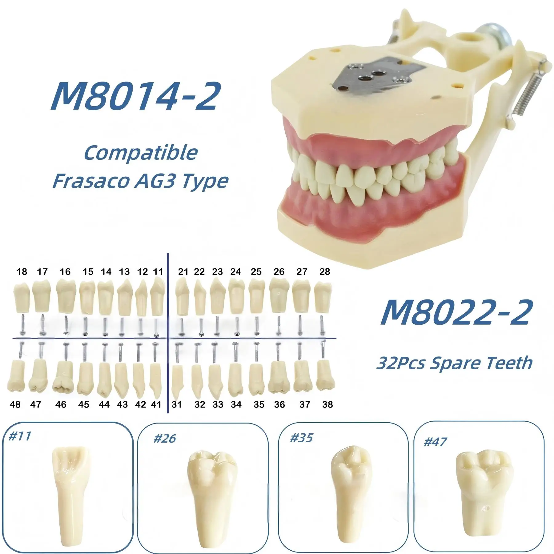 

Frasaco Ag3 Тип 32 шт. Модель реставрационных зубов с маркировкой положения на базе Шарнирная модель