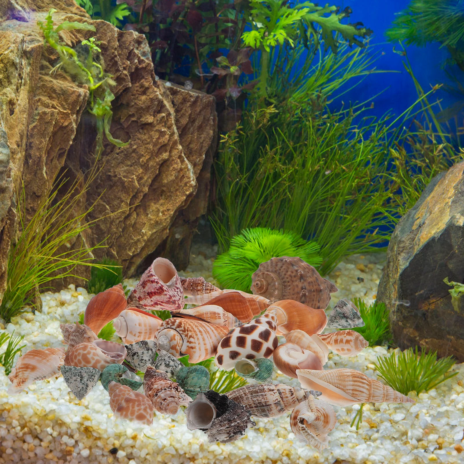 

Natural Conch Decorations for Fish Tank Aquarium Couch Landscaping Shell Mini Home Style Pet Supplies Sea Snail Ornament