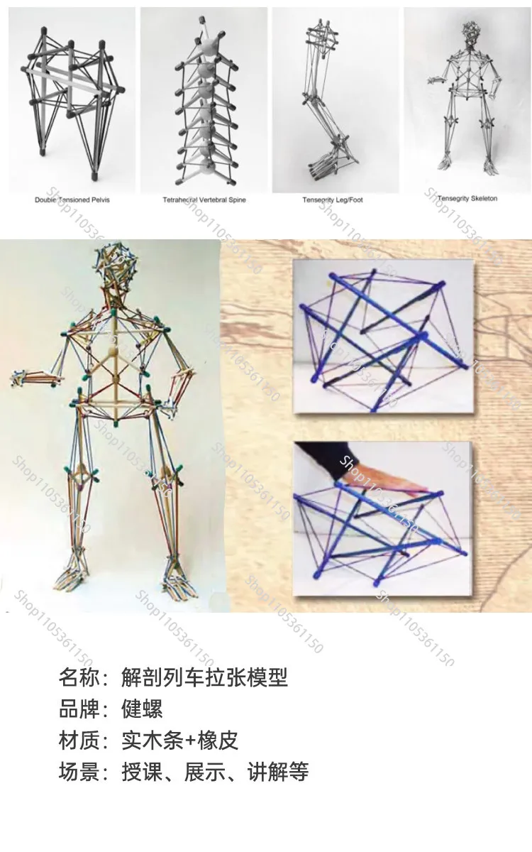 

Anatomy Trains Structural Integration Tensegrity Pelvic Tension Model Structure Rehabilitation Fascia Tensioning Teaching Aids