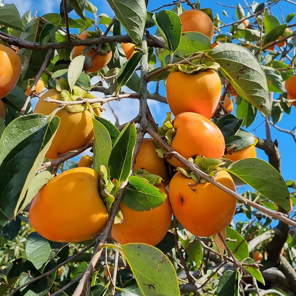 الشحنة الأولى! بيرسيمونز دايبونج الحلو 2 كجم، صغير إلى متوسط الحجم (حوالي 10 فواكه)