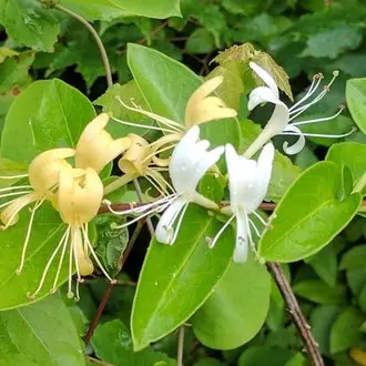 Deciduous Honeysuckle Shrub Autumn Fruit Bearing Common Type Of Wild Honeysuckle Plant