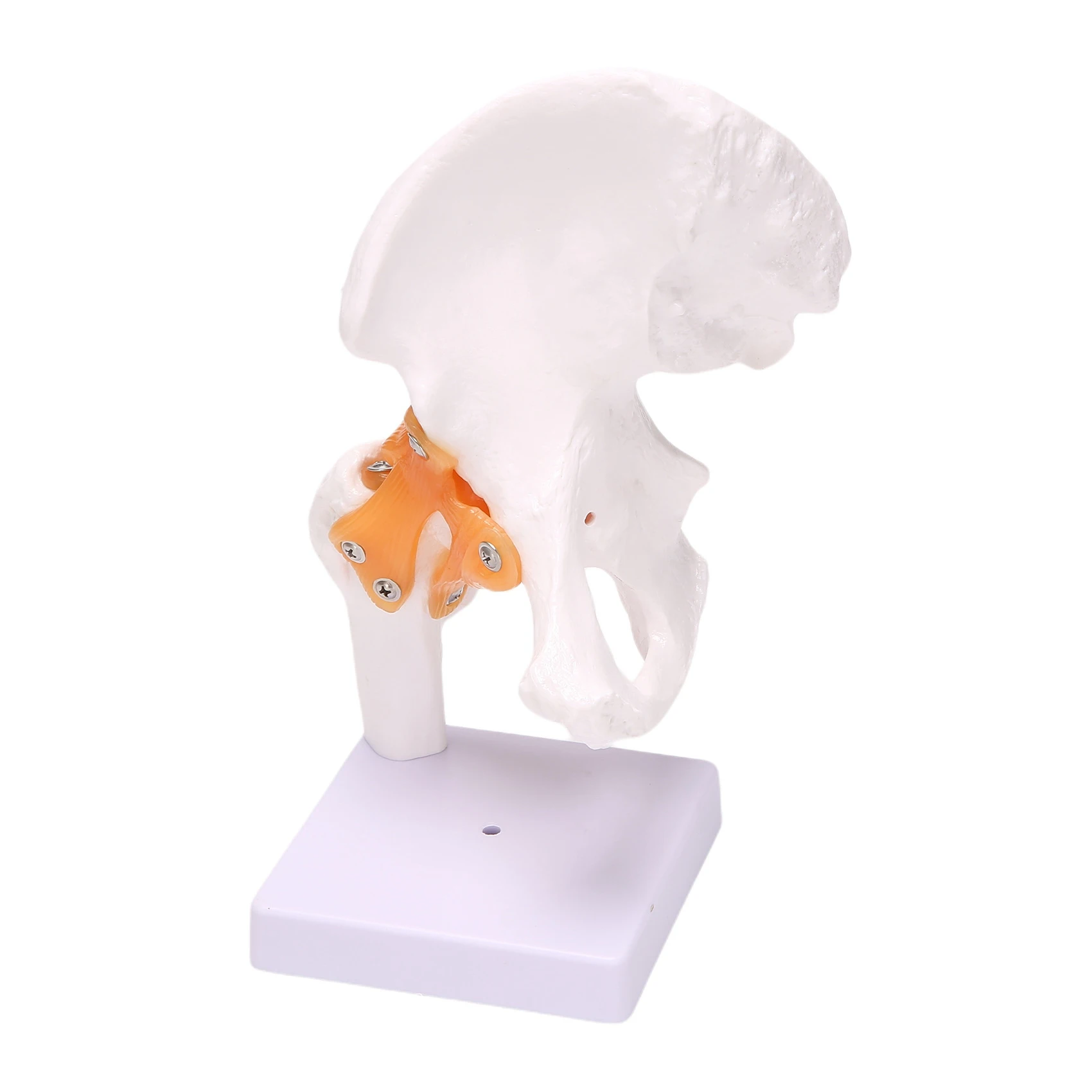 Life Size Hip Bone Model - Hip Joint Model with Flexible Ligaments and Bony Landmarks Human Hip Joint Hip Joint Model