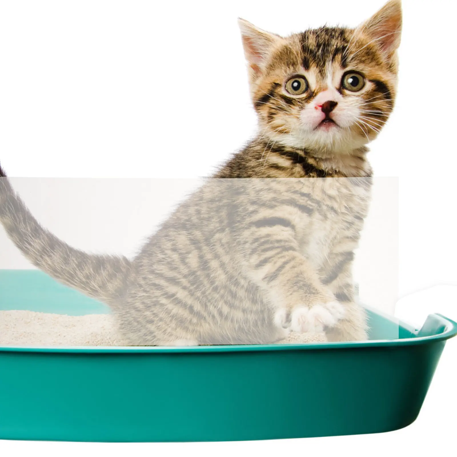 

Комплект из 3 акриловых защитных экранов для кошачьего туалета: многоразовые, легкие, портативные, для защиты от брызг и обеспечения конфиденциальности