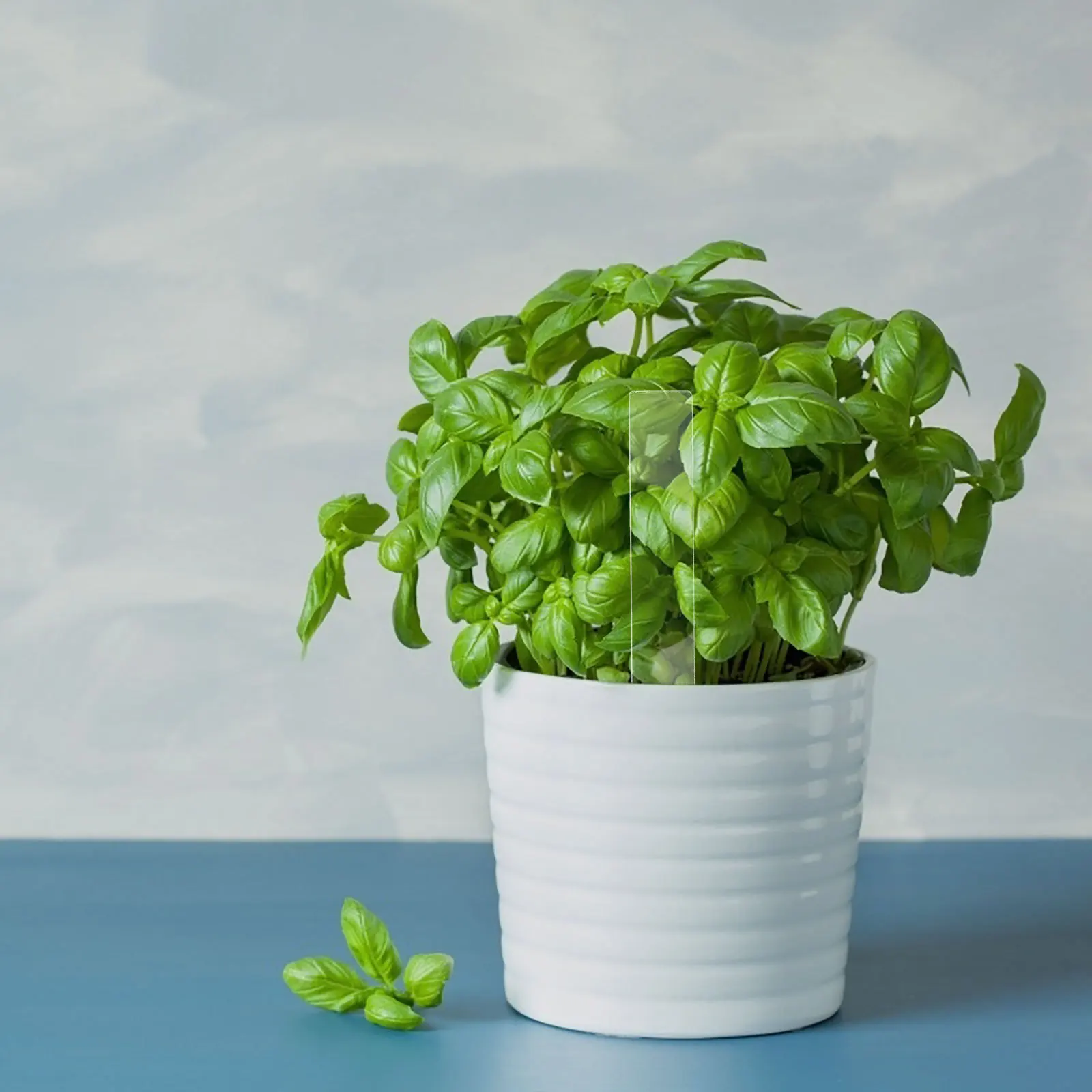 

24Pcs Garden Marker Stakes Clear Acrylic Waterproof Plant Labels Insert Tags for Herb Vegetable Flower Pot Nursery Garden Signs