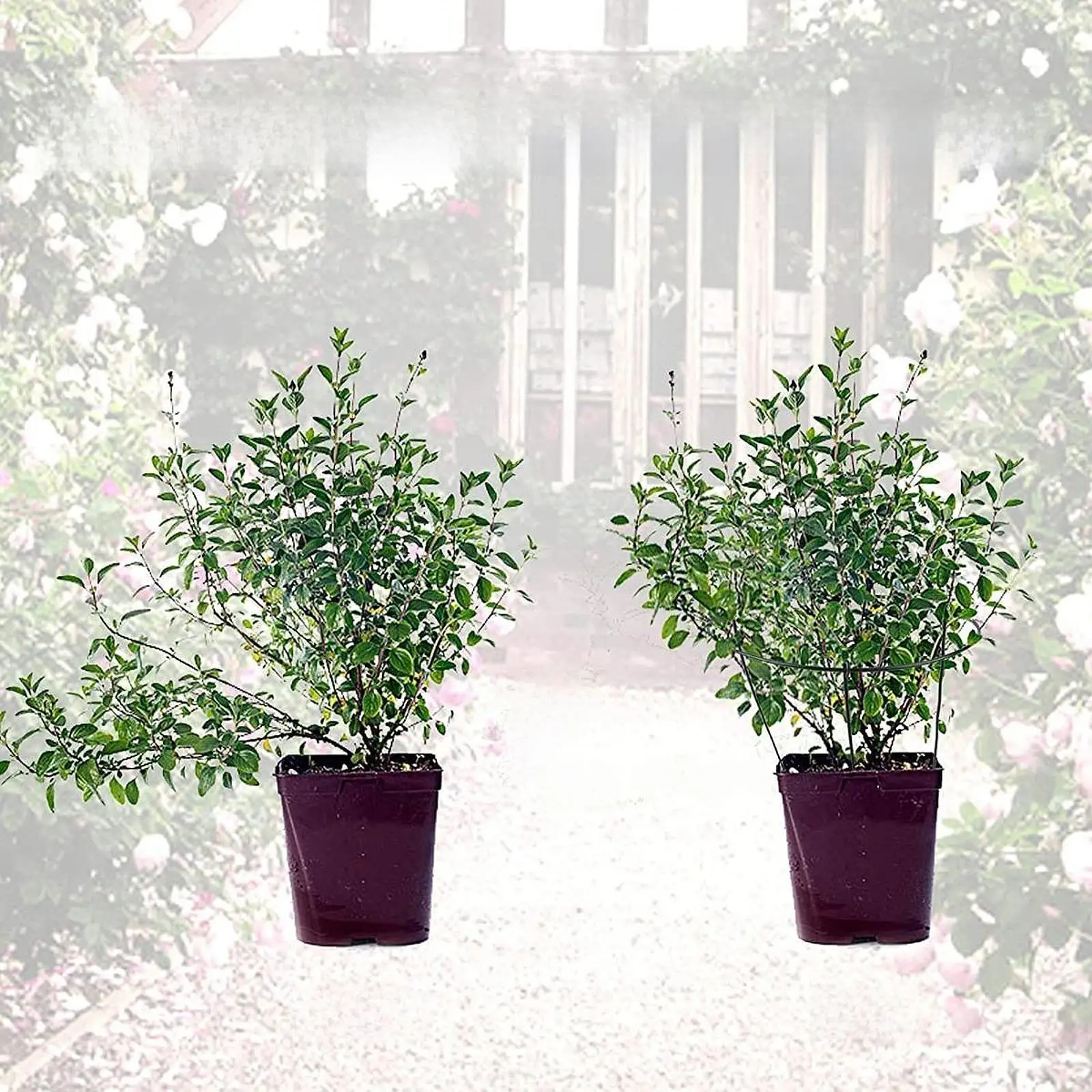 Flower Plant Cages Iron Round Trellis Garden Protection Plant Support for Hydrangea Orchid Rose Peony and Vegetable Vines