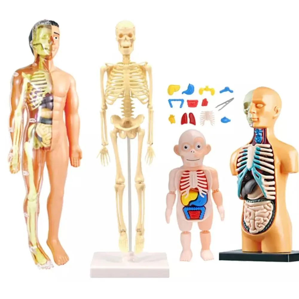 

Teaching DIY Bone Model Skeletal Removable Joints Of Human Organ Model Assembly Educational Human Body Model Teaching Tools