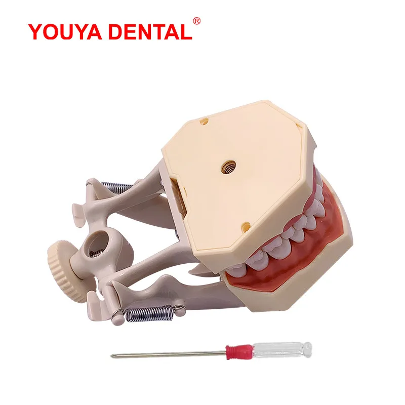 Dental Model Teeth Teaching Model Teeth Model Training Typodont Dentistry Students Practice Studying Jaw Models  Fit For Frasaco