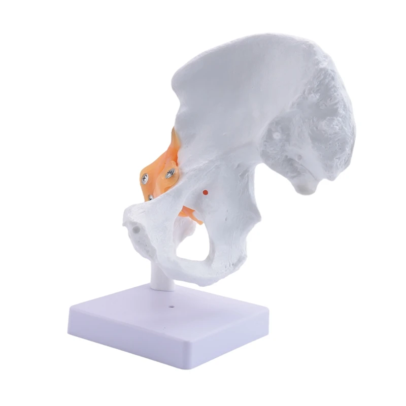 Life Size Anatomical Hip Joint Model Human Skeleton Anatomy Exercise Bone Orthopedic Pain Teaching Resources