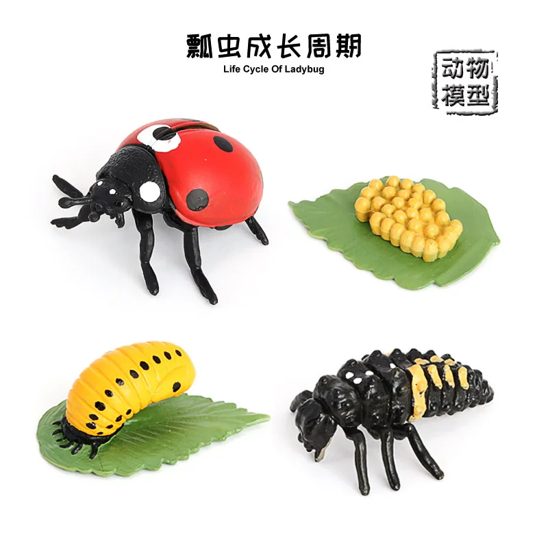 Simulation insect animal model children's cognitive science and education toy seven-star ladybug growth cycle series ornament fi