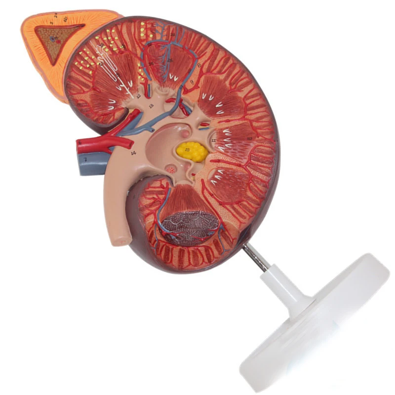 Human kidney anatomical model kidney with adrenal gland model urology nephrology doctor-patient communication model