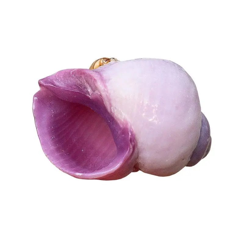 Purple Mouth Coral Snail Natural Small Conch Shell Rare Collection Specimen Fish Tank Decorative Rock Snail