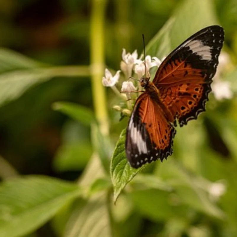 

2 шт. ступица переднего колеса из алюминиевого сплава для 1/14 Tamiya RC тягач с прицепом грузовой грузовик автомобильные колеса диски обновленные детали