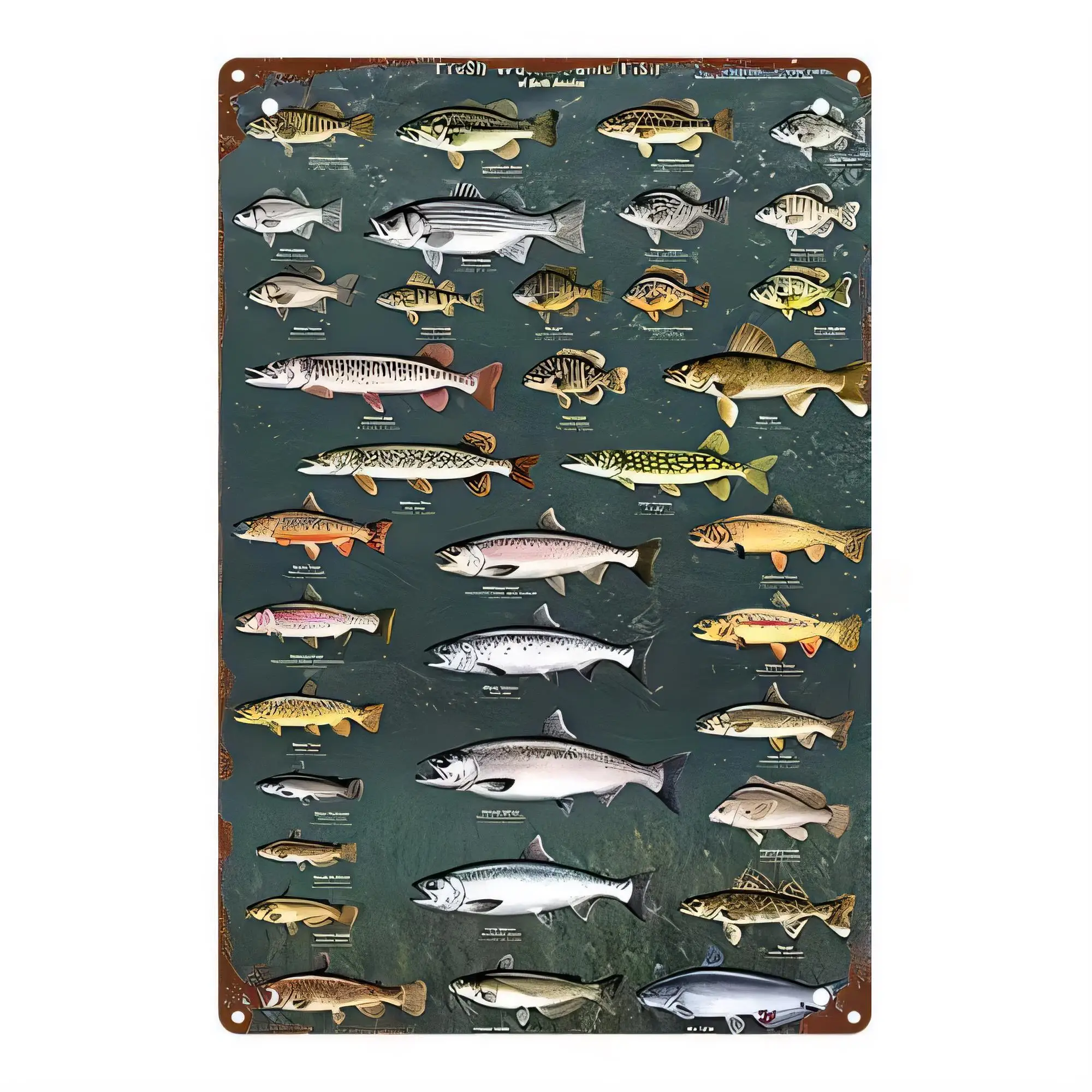 Tin Sign Fishing Variety Vintage Metal Plaque Sea Fish Poster Wall Decor for Bar Pub Kitchen Man Cave Garage Office Home   Rustp