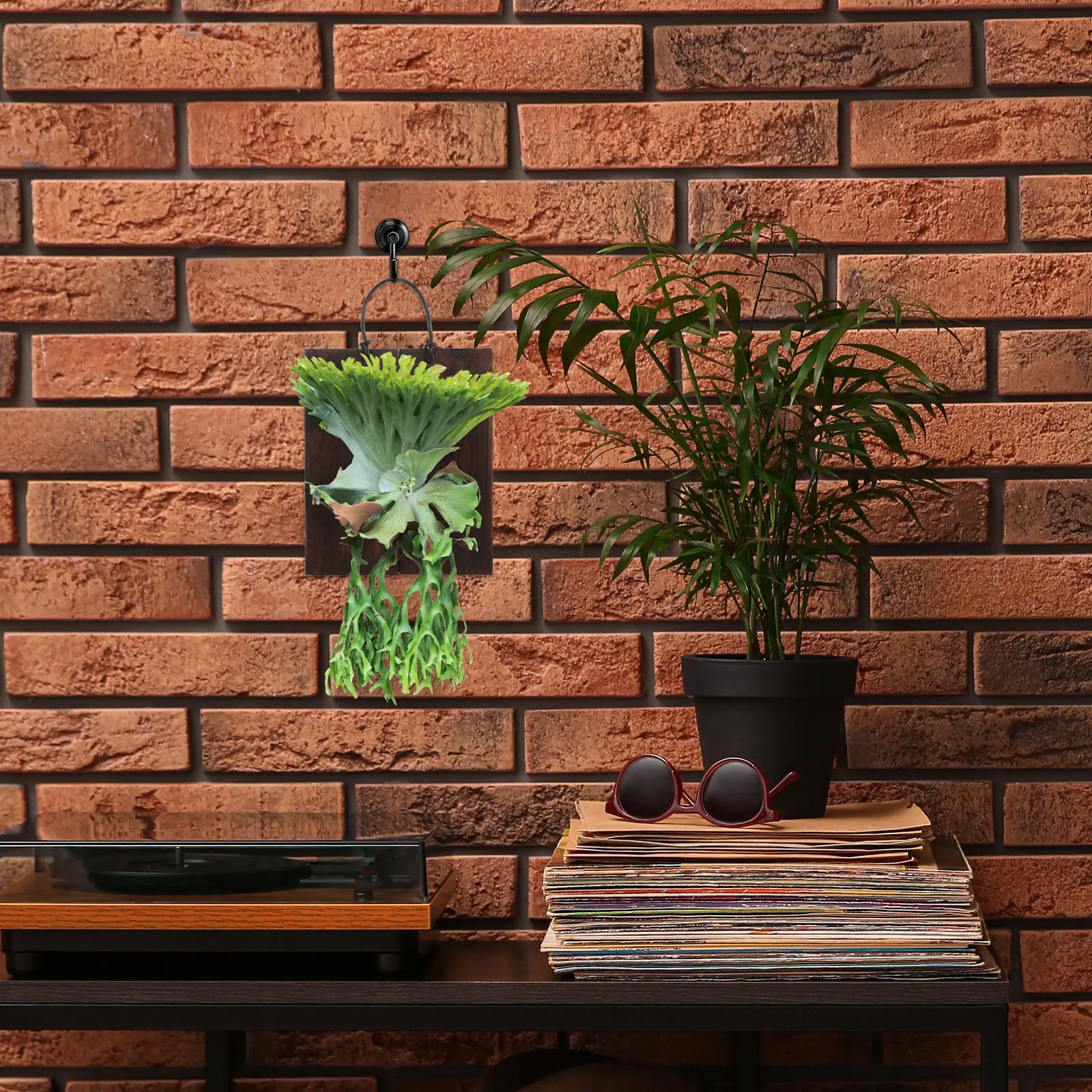 スタッグホーンファーン用マウントボード 木製 垂直ガーデン - Home Office With Plants のレビューと価格