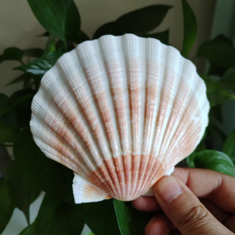 2 pcs Natural Orange Lion's Paw Baking Sea Shells Conch White Scallop Shell DIY Special for Painting Fish Tank Decoration 9-12CM