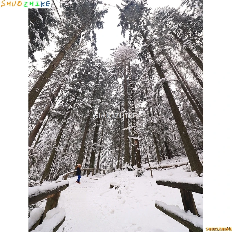 الشتاء الغابات الثلوج الطريق خلفيات للتصوير الفوتوغرافي عدم وضوح المشهد الثلج الطريق شجرة التنوب خلفية الصورة XD-12