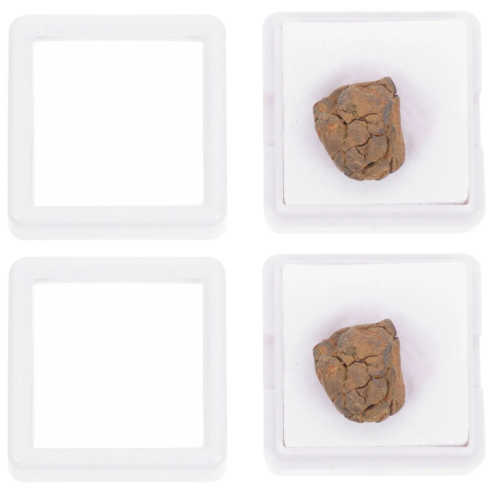 

2 Pcs Olive Meteorite Model Sample Real Decor Lithosiderite Educational Plaything Teaching Child