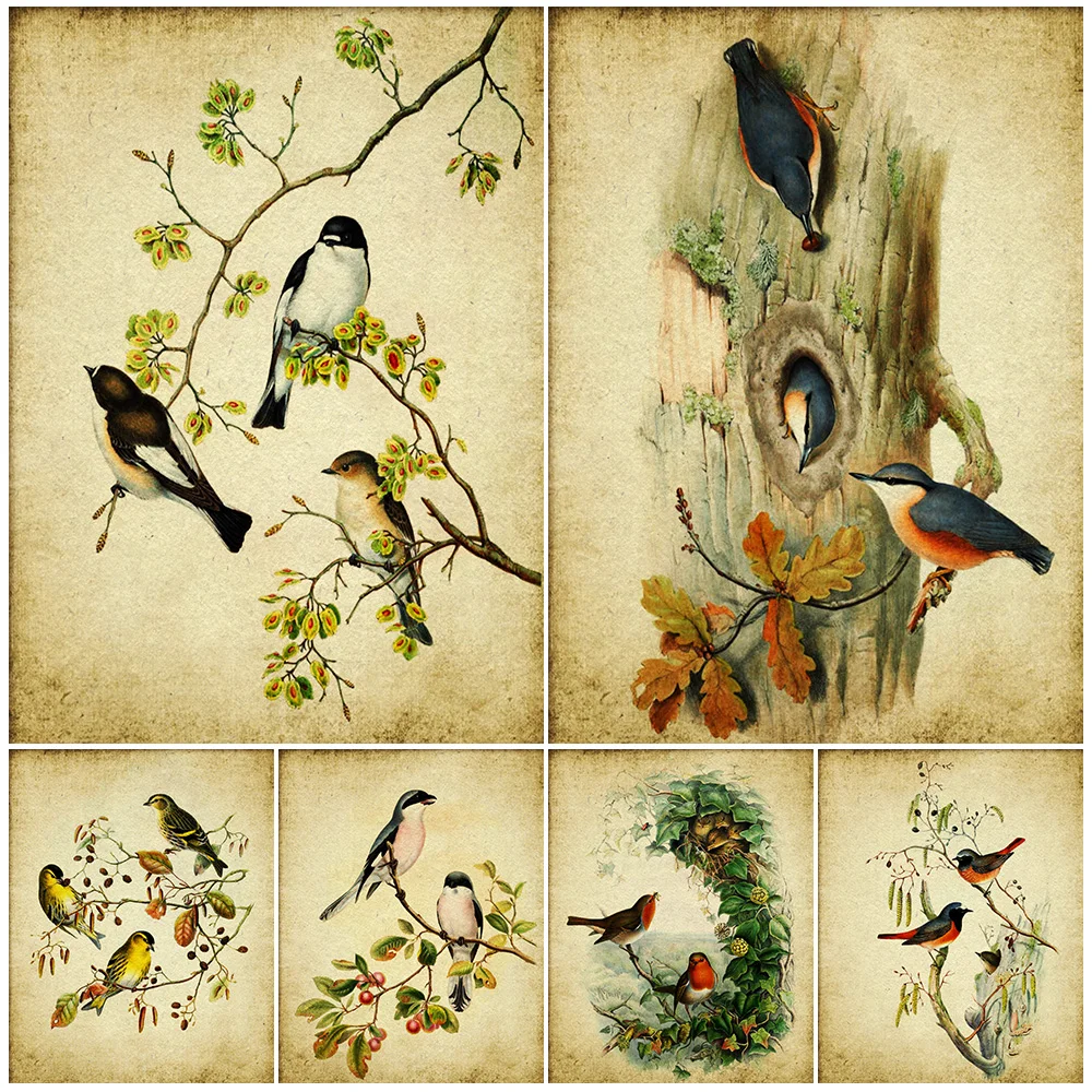 

Pied Flycatcher Bird And Nuthatch Bird,Vintage Wall Art Print,Siskin Bird And Rose Breasted Shrike Bird,Art Poster Print Decor